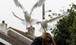 Seagulls dive bombing a young woman